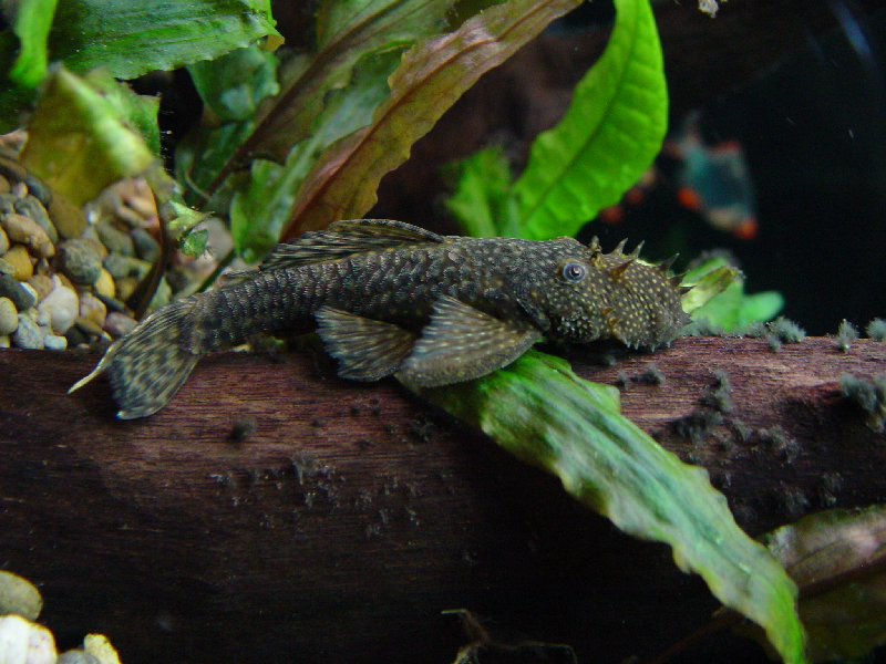Skægget Sugemalle (Ancistrus sp.) stor